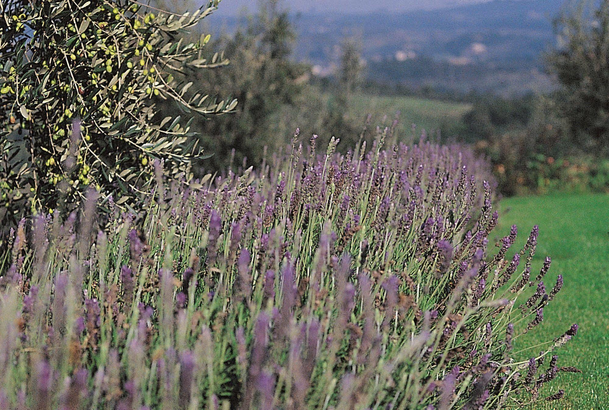 Podere Il Pino Поджибонси Екстериор снимка